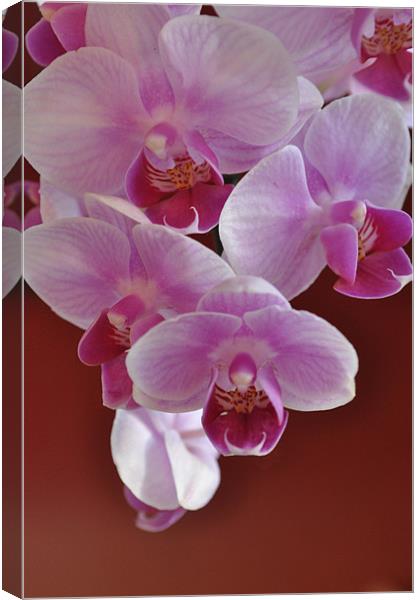 Orchids Canvas Print by Milena Barczak
