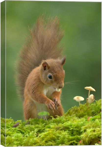 Red Squirrel  Canvas Print by Macrae Images