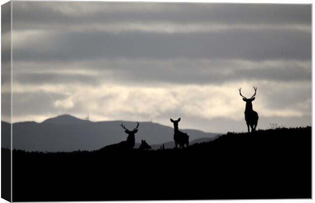 Red Deer Silhouettes Canvas Print by Macrae Images