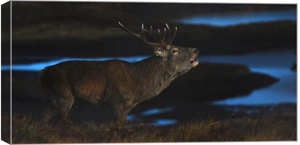 Royal Stag Canvas Print by Macrae Images