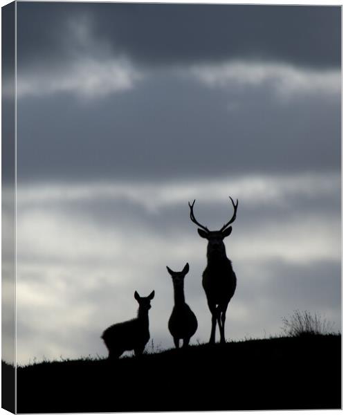 Red Deer Silhouettes Canvas Print by Macrae Images