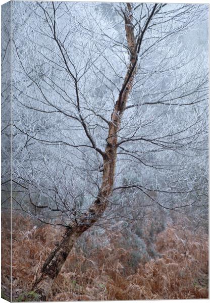 Winter Birch Canvas Print by Macrae Images
