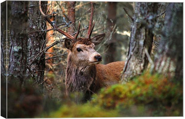 Red deer stag in the woods Canvas Print by Macrae Images