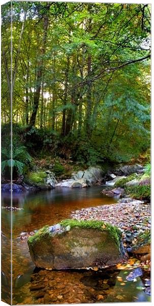 River in Cawdor Big Wood. Canvas Print by Macrae Images