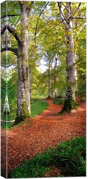 Path in Cawdor wood Canvas Print by Macrae Images