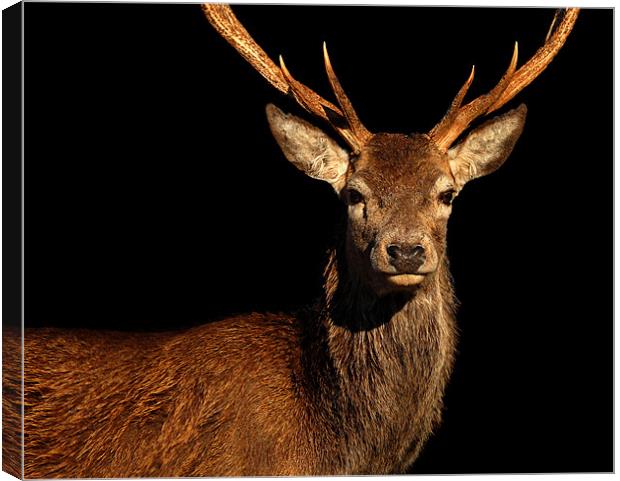 Red deer stag Canvas Print by Macrae Images