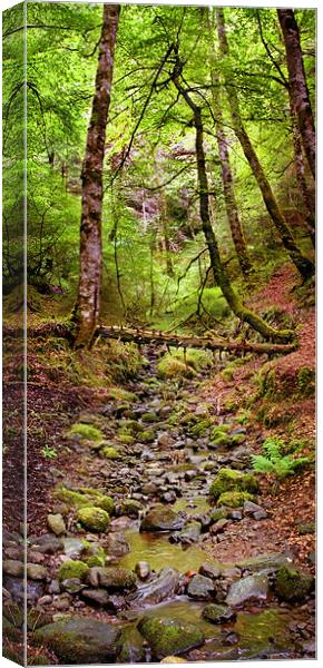 Small stream  in Reelig Canvas Print by Macrae Images