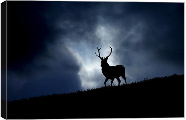 The stag Canvas Print by Macrae Images
