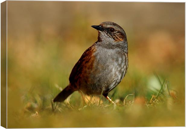 Dunnock Canvas Print by Macrae Images