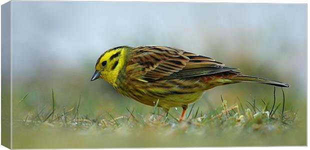 Yellowhammer Canvas Print by Macrae Images