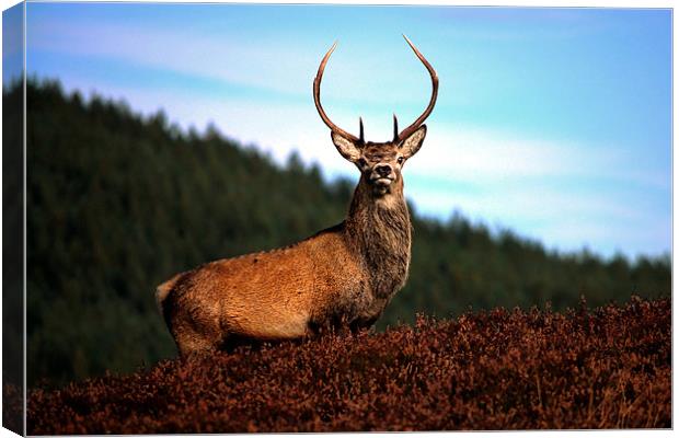 Prince of the Glens Canvas Print by Macrae Images