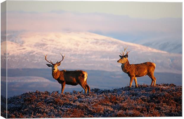 Red deer stags Canvas Print by Macrae Images