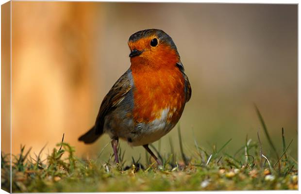 Robin Canvas Print by Macrae Images