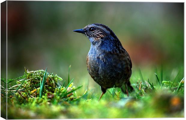 Dunnock Canvas Print by Macrae Images