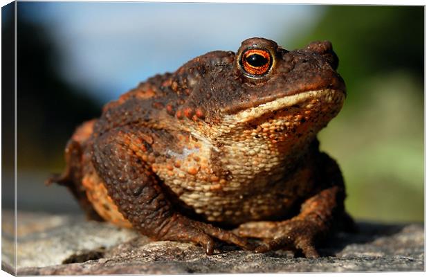 Toad Canvas Print by Macrae Images