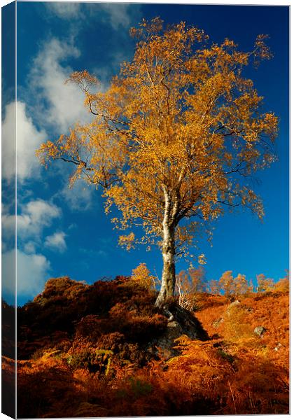 Autumn Gold Canvas Print by Macrae Images
