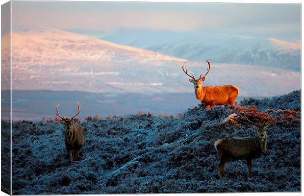 Sunlit Stag Canvas Print by Macrae Images