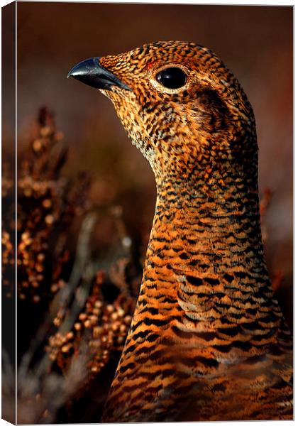 Red Grouse Canvas Print by Macrae Images