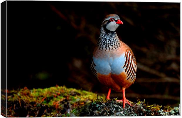 Red-legged Partridge Canvas Print by Macrae Images