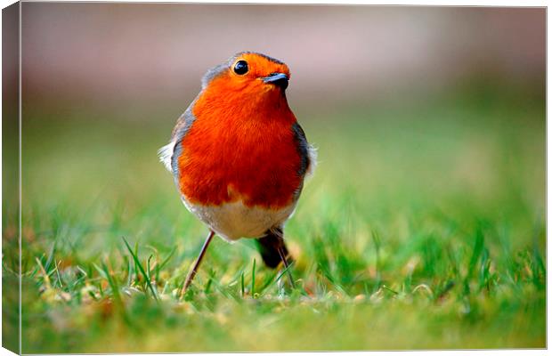 Robin Canvas Print by Macrae Images