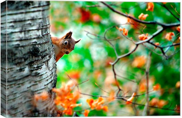 Red squirrel Canvas Print by Macrae Images