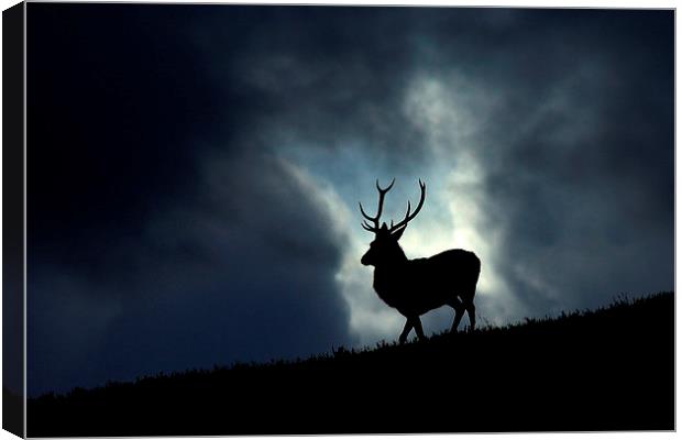 Stag silhouette Canvas Print by Macrae Images