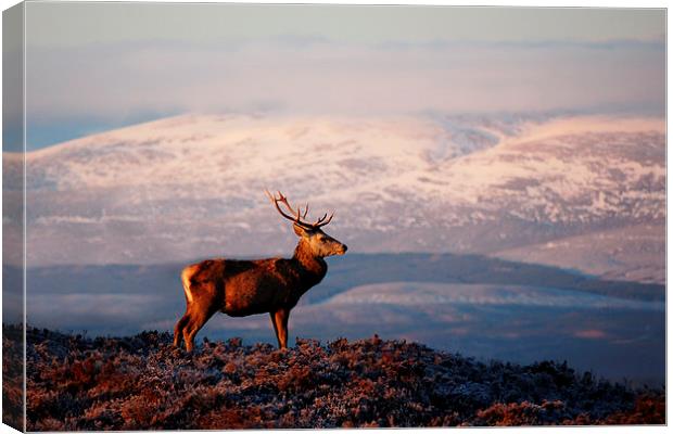 Red deer stag Canvas Print by Macrae Images