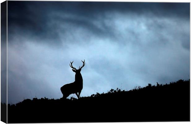 Stag silhouette Canvas Print by Macrae Images