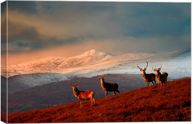 Bachelor group of stags Canvas Print by Macrae Images