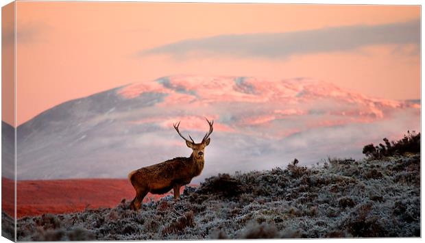 Red deer stag Canvas Print by Macrae Images