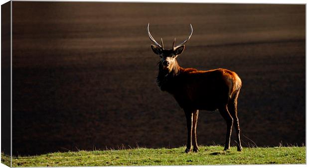 Young stag by the Lochside Canvas Print by Macrae Images