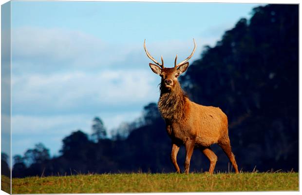 Young stag Canvas Print by Macrae Images