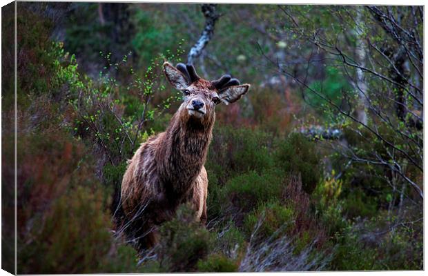 Red deer stag Canvas Print by Macrae Images