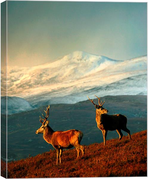  Red Deer Stags Canvas Print by Macrae Images