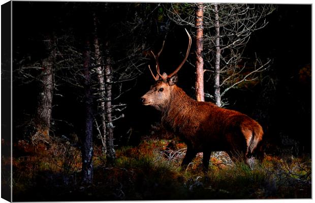  Stag in the woods Canvas Print by Macrae Images