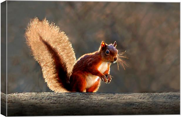  Red squirrel Canvas Print by Macrae Images