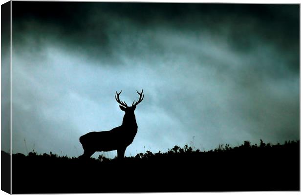    Stag silhouette Canvas Print by Macrae Images