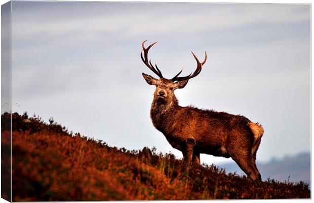    Red deer stag Canvas Print by Macrae Images
