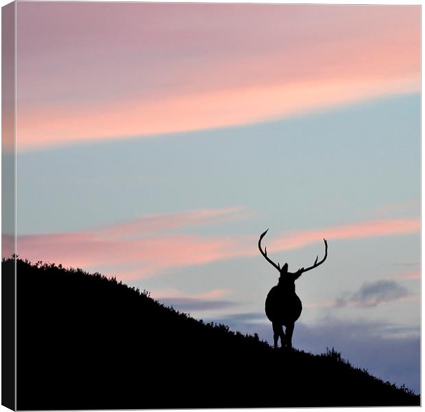     Stag silhouette Canvas Print by Macrae Images