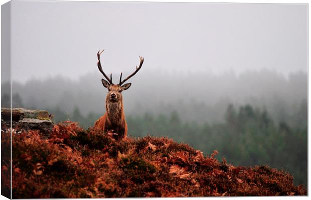   Red deer stag Canvas Print by Macrae Images