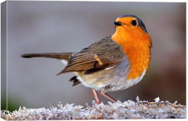   Robin Canvas Print by Macrae Images