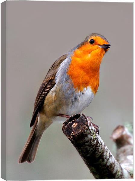   Robin Canvas Print by Macrae Images