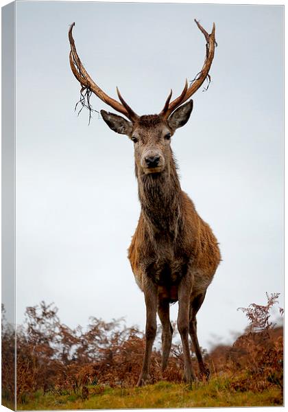    Red Deer Stag Canvas Print by Macrae Images