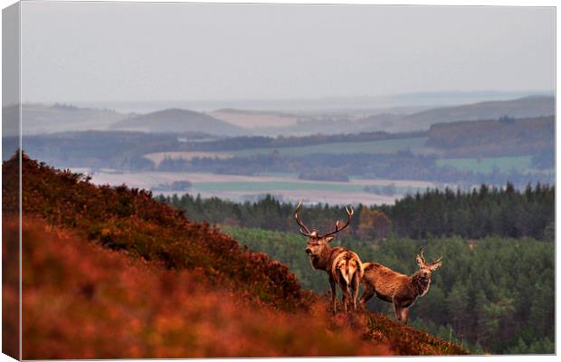  Red Deer in the Highlands Canvas Print by Macrae Images