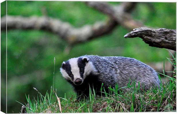  Badger Canvas Print by Macrae Images