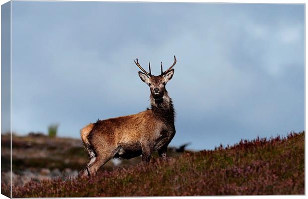   Red Deer Stag Canvas Print by Macrae Images