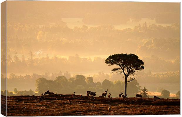  Autumn Morning, Strathglass Canvas Print by Macrae Images