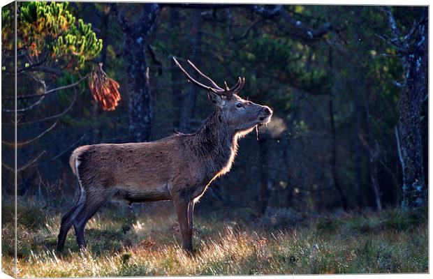  Young Stag In The Woods Canvas Print by Macrae Images
