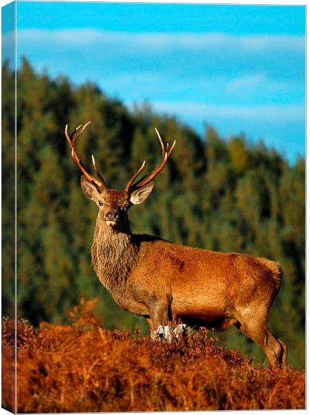  Red Deer Stag  Canvas Print by Macrae Images