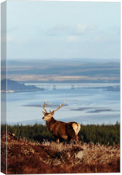 Stag Overlooking the Beauly Firth and Inverness Canvas Print by Macrae Images